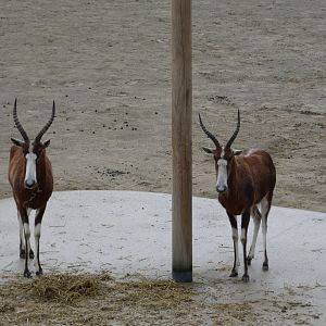 Blesbok