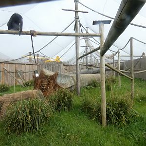 Black-and-gold howler monkey enclosure