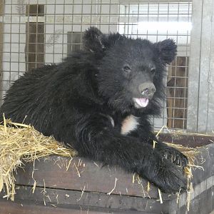 Himalayan black bear