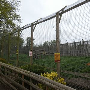 Lion enclosure