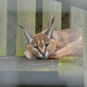 Caracal