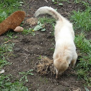 Albino ring-tailed coati