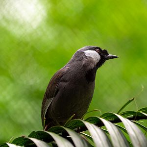 Black Throated Laughingthrush