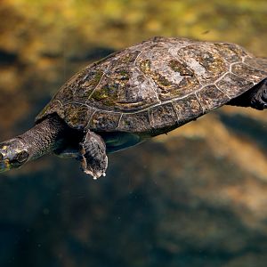 Yellow Spotted River Turtle