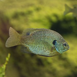 Bluegill