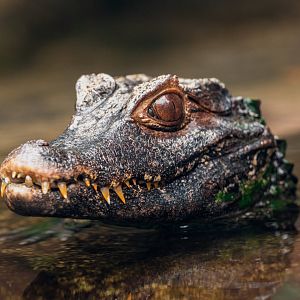 Cuvier’s Dwarf Caiman