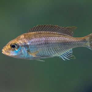 Lake Malawi Cichlid
