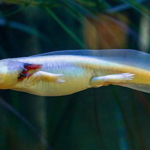 Axolotl