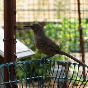 California Thrasher