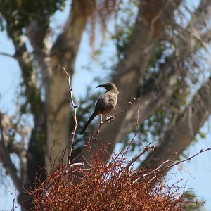 California Thrasher