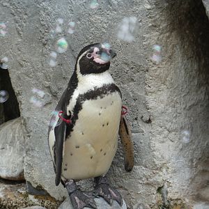 Humboldt's penguins surrounded by bubbles