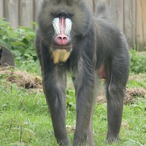 Mandrill