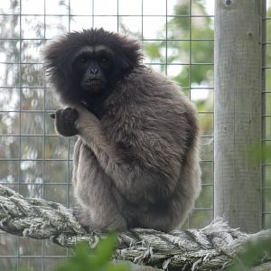 Mueller's x Agile gibbon hybrid