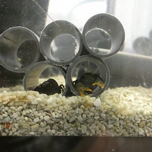 White-clawed crayfish