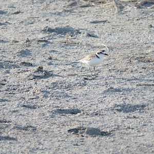 Snowy Plover