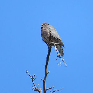 Band-tailed Pigeon