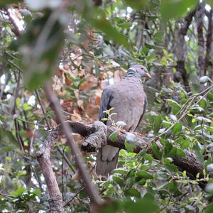 Band-tailed Pigeon