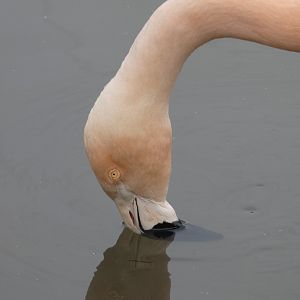 Chilean flamingo