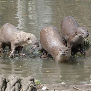 Indochinese smooth-coated otter