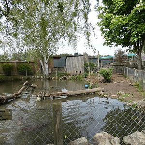 Indochinese smooth-coated otter enclosure