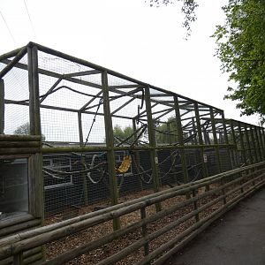 Vervet monkey enclosure