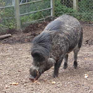 Visayan warty pig