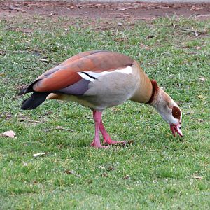 Egyptian Goose