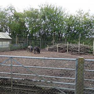 Visayan warty pig enclosure
