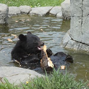 Manchurian black bear
