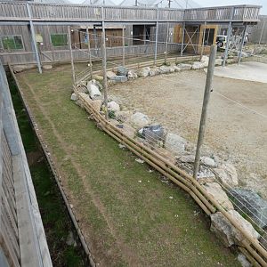 African spurred tortoise enclosure by giraffes