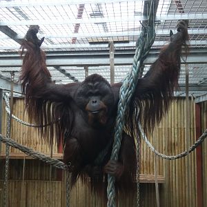 Bornean orang-utan 'Belayan'