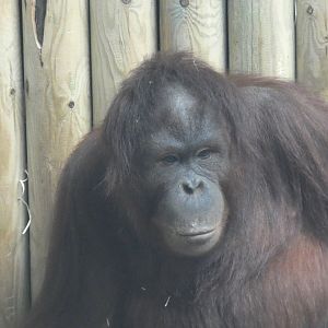 Bornean orang-utan 'Molly'