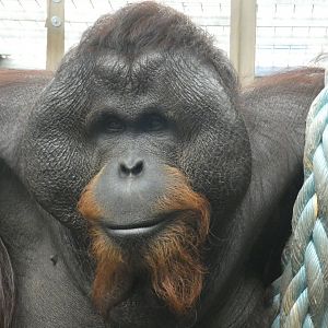 Bornean orang-utan close up