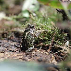 Marbled rain frog (Scaphiophryne marmorata)