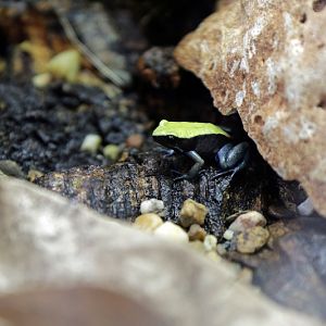 blue-legged mantella (Mantella expectata)