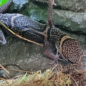 Huulien leopard gekko (Goniurosaurus huuliensis)