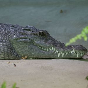 Philippine crocodile (Crocodylus mindorensis)