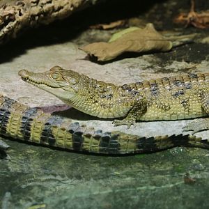 Philippine crocodile (Crocodylus mindorensis), juvenile