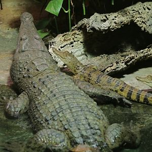 Philippine crocodile (Crocodylus mindorensis)