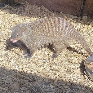 Banded mongoose 190422