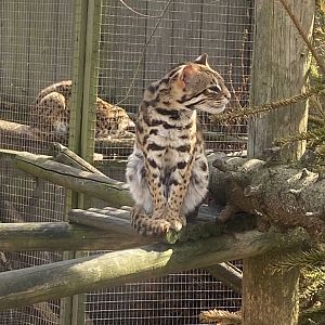 Indochinese leopard cat 190422