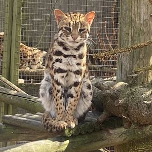 Indochinese leopard cat 190422