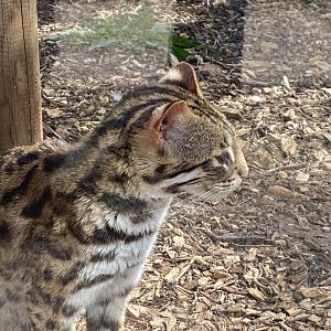 Indochinese leopard cat 190422