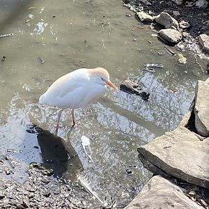 Cattle egret 190422