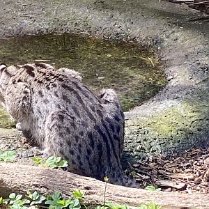 Fishing cat 190422