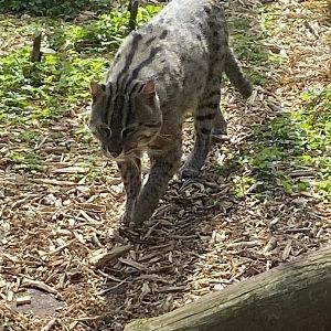 Fishing cat 190422