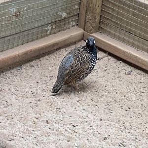 Black francolin 190422