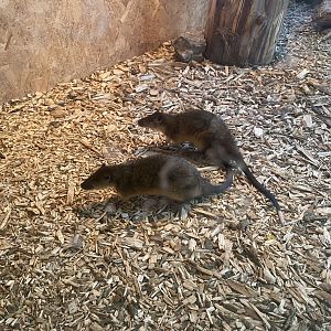 Australian water rats 190422
