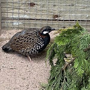 Black francolin 190422