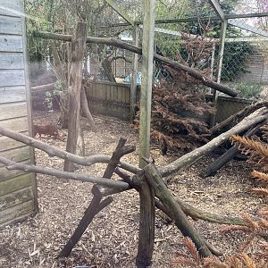 Jaguarundi enclosure 190422